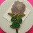 Macmillan Cancer Pin Badge - Lavender Rose