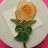 Macmillan Cancer - Peach Rose