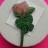 Macmillan Cancer - Twin Pink Roses